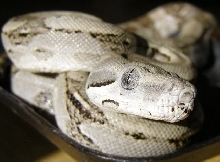 Longicauda