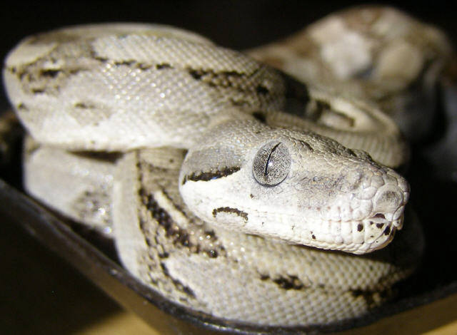 Longicauda