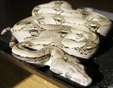 Longicauda