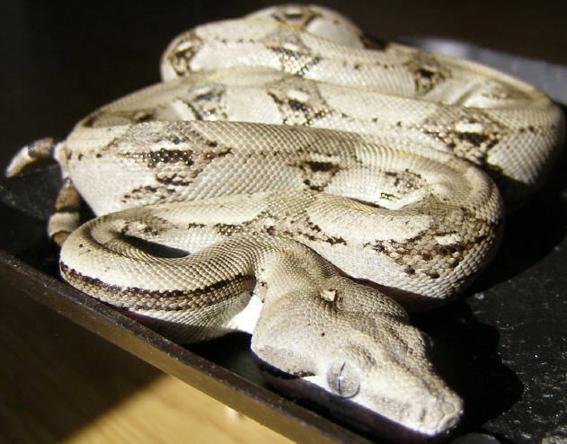 Longicauda