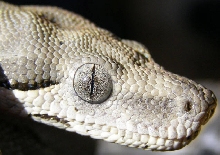 Longicauda