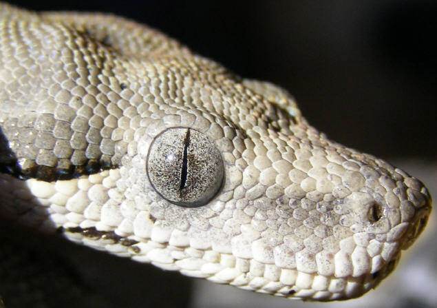 Longicauda