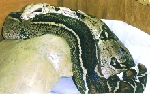 Aberrant Female