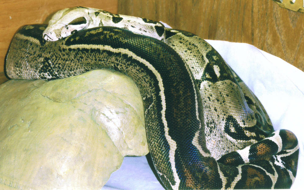 Aberrant Female