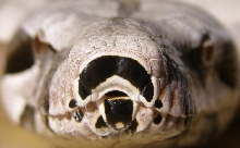 Amarali Female