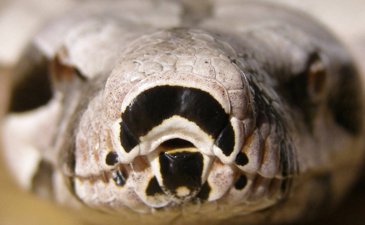Amarali Female
