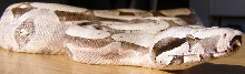 Amarali Female