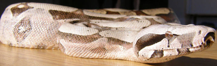 Amarali Female