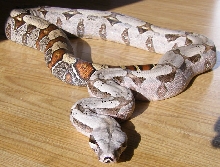 Same Female