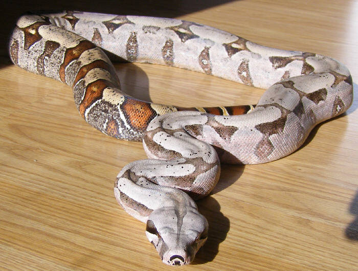 Same Female