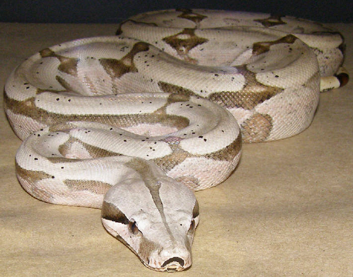 Blonde Amarali Male