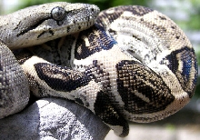 Anery Longicauda Female