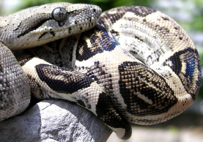 Anery Longicauda Female