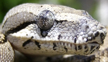 Anery Longicauda Female