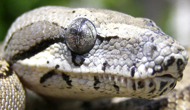 Anery Longicauda Female