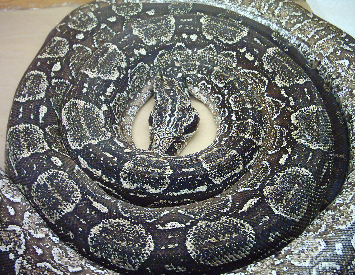 Argentine Male