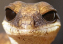 Cat Gecko