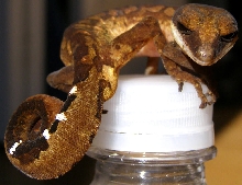 Cat Gecko