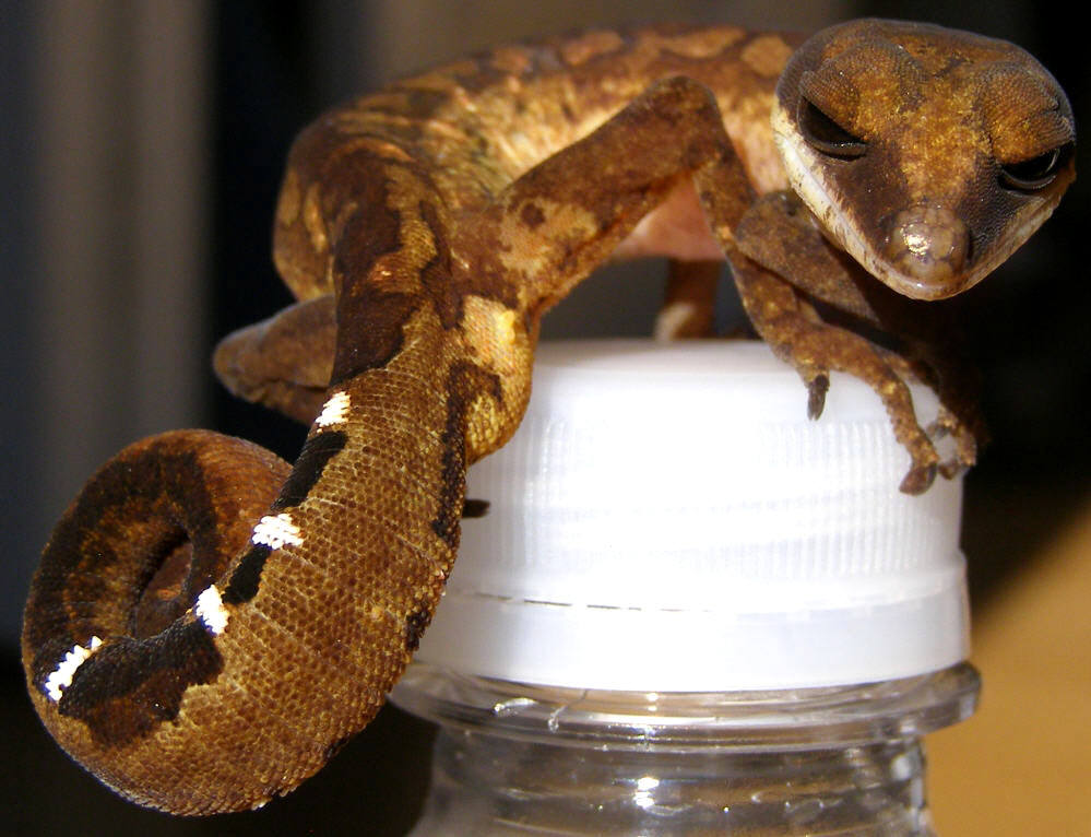 Cat Gecko
