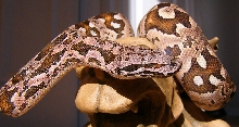 Dumerils Female
