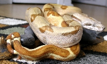 Hypo Female