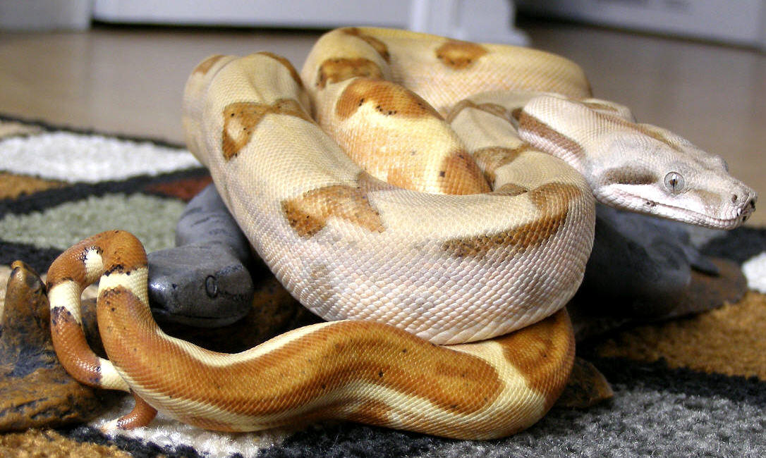 Hypo Female
