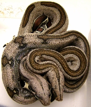 Striped Guyanans...