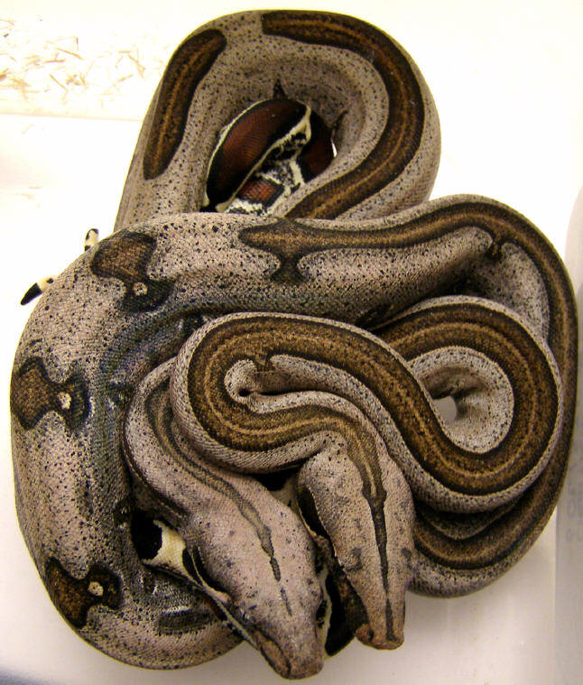 Striped Guyanans...