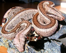 Striped Guyanans