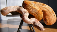 Orange Hog