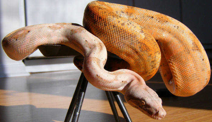 Orange Hog