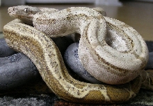 Female Hog
