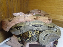 Pastel and Tiger females