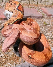 Pastel Female