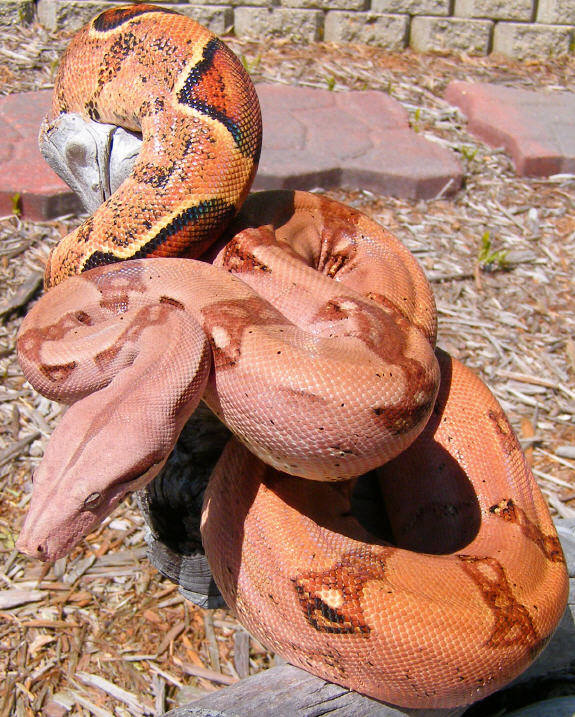 Pastel Female