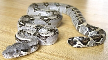 Possible Het. Anery BCL