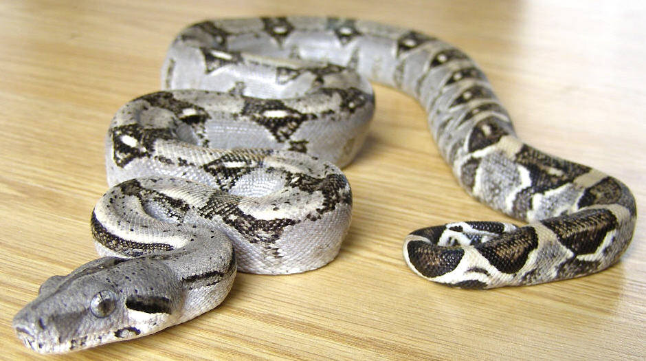 Possible Het. Anery BCL