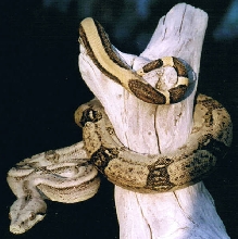 BCL Female