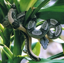 BCL Female