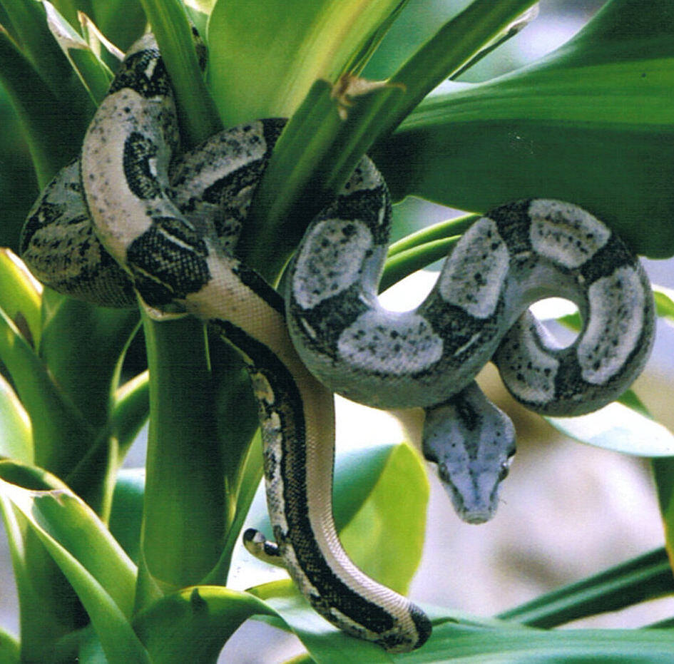 BCL Female
