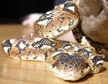 Sanzinia