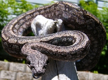 Striped Argentine Female