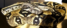 Longicauda Male