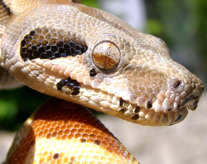 Strypo Female
