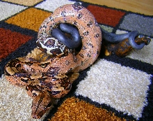 Suriname Female