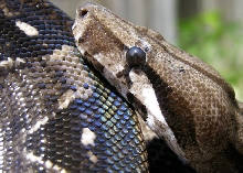 Black eyed boa...
