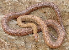 momma from albino bairdi