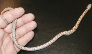whole albino on chair
