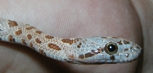 face sideview albbaird