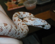 head